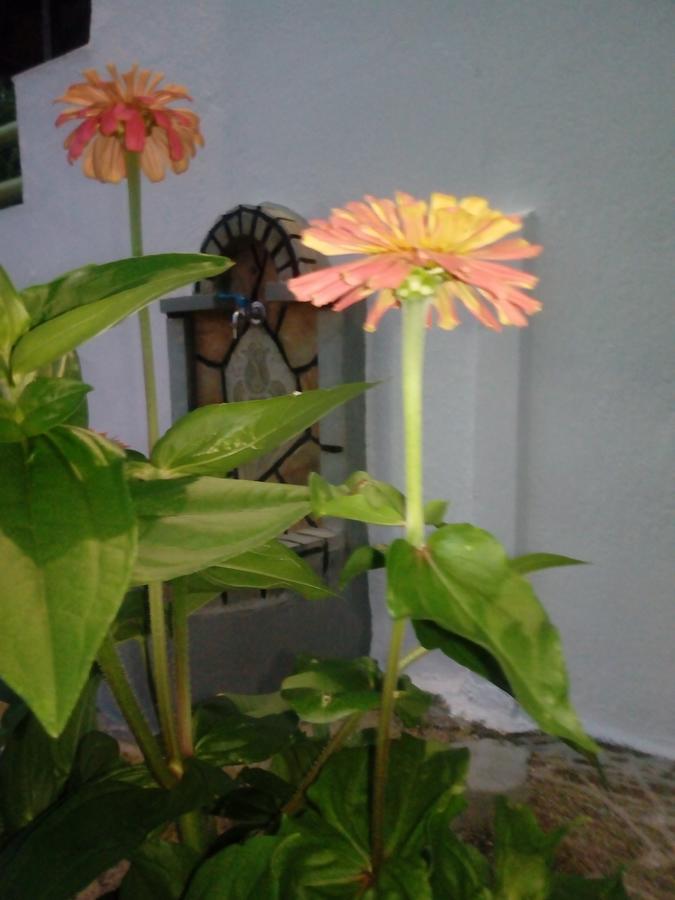 Sandra Apartment Panormos (Skopelos)